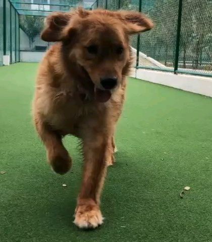 This is an adoption call for Loki, a sweet 3-year-old Golden Retriever. He is a gentle, vaccinated boy who is great with cats and babies and is looking for a new loving home.