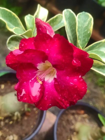 A close-up of a deep red Adenium flower with variegated leaves. Each flower is unique and beautiful.