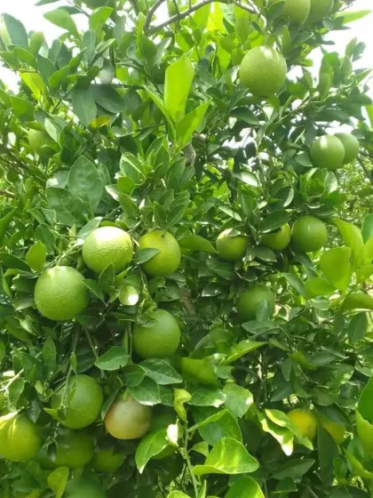 Our orchards are designed for maximum fruit production.