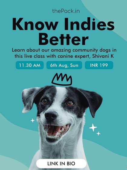 My "Know Indies Better" class is dedicated to our amazing community dogs. We discuss their unique traits and behaviors, and 100% of the profits are donated to NGOs working for Indies.