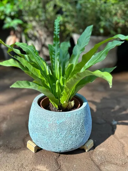 This small blue Atlantis pot is from my curated collection. The unique, bubbly texture makes it a standout piece, perfect for showcasing a small fern or other tabletop plant.