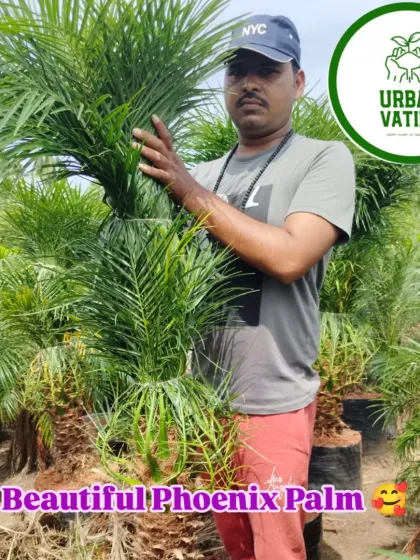 The Phoenix Palm is a beautiful and hardy palm that adds a classic, elegant look to any landscape.