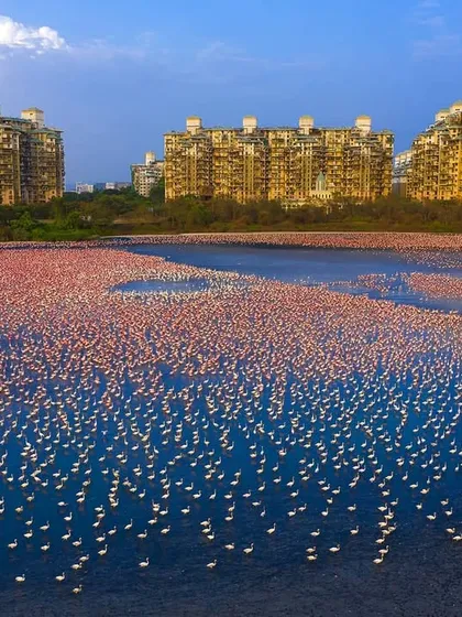 Thousands of flamingos gather in the Talawe wetland, a vibrant splash of pink against the backdrop of Navi Mumbai's high-rises. This drone photograph documents the fragile beauty of an urban ecosystem under threat, serving as a visual plea for its protection.