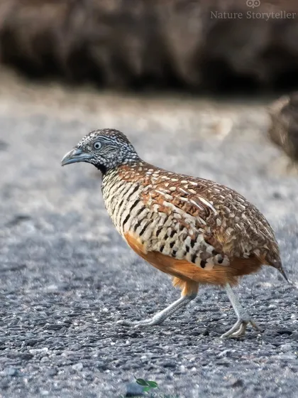 A side profile of the Barred Buttonquail, showcasing the intricate patterns on its feathers.
