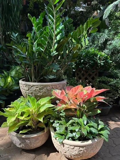 A beautifully arranged cluster of terracotta planters in a vintage finish. This shows how you can mix different pot shapes and low-maintenance plants like ZZ plants and Aglaonema to create a stylish, durable arrangement.