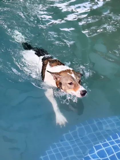 This Indie dog is a natural swimmer, confidently paddling through the clear blue water. Swimming is a fantastic full-body workout.