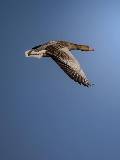 A Greylag goose in flight against a clear blue sky. The simplicity of the shot highlights the bird's form and the power of its wings.