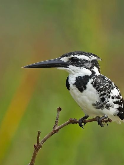 A Pied Kingfisher on a simple perch, its sharp black and white plumage making for a striking image.