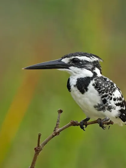 A Pied Kingfisher perched on a thin, bare branch, patiently waiting for the perfect moment to hunt.
