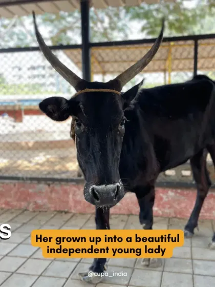 Cupa - Large Animal Sanctuary & Rehabilitation Rescue & Recovery: The Journey to Healing photo 8