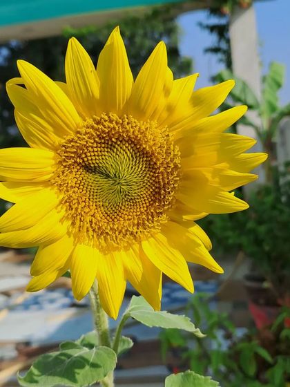 Bhardwaj - Urban Gardening Consultation A Riot of Colorful Flowers photo 225