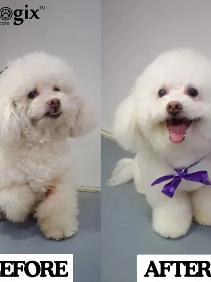 Another example of our skilled groomers providing the best care. This fluffy dog is looking extra bright and happy after their session.