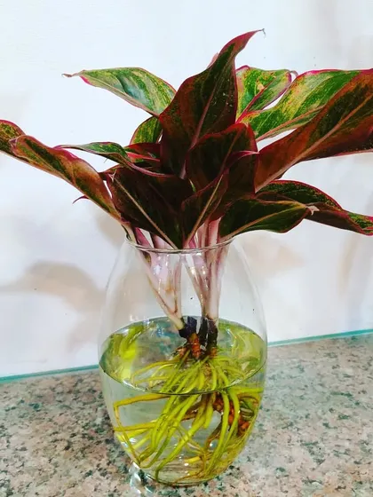 A red Aglaonema with a vibrant root system, displayed in a clear glass vase. These plants add a pop of color to any room.