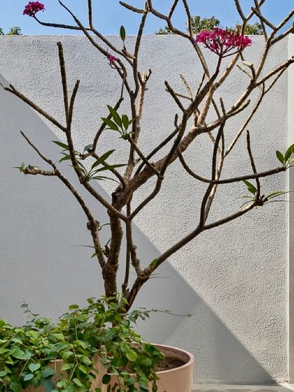 A close-up of a frangipani tree within one of the courtyards. We believe in bringing natural elements directly into the architectural fabric of the home, creating moments of quiet beauty.