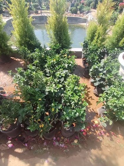 A glimpse of some of the plants available, including Hibiscus and Golden Cypress, with our nursery pond in the background.
