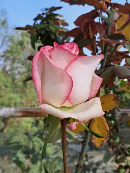 Bhardwaj - Urban Gardening Consultation A Riot of Colorful Flowers photo 4