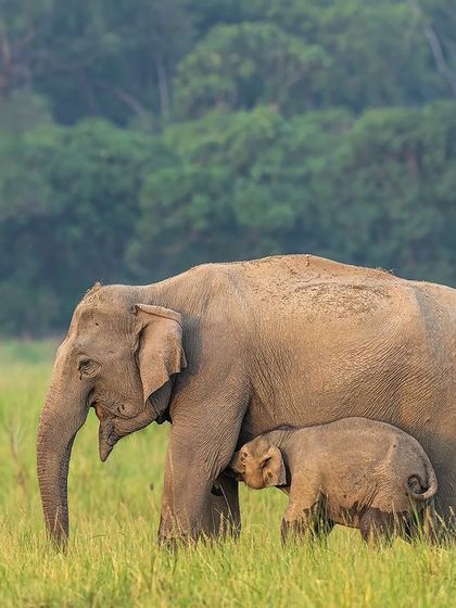A baby elephant suckles from its mother. These are the quiet, essential moments of life in the wild that I aim to capture, telling a story of dependence and protection.