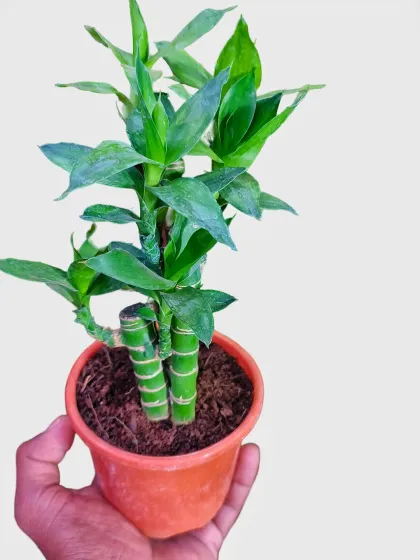 A simple and elegant Lucky Bamboo plant in a small pot. This plant is a great gift and a perfect low-maintenance option for beginners who want to add some green to their space.