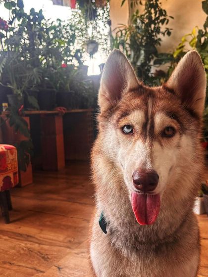 PL Paws - Animal Rescue & Rehabilitation How Your Donations Help: Our Medical Cases photo 44