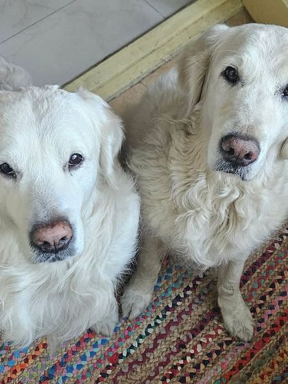 Furry Story - Premium Home Boarding Happy Guests Gallery photo 13