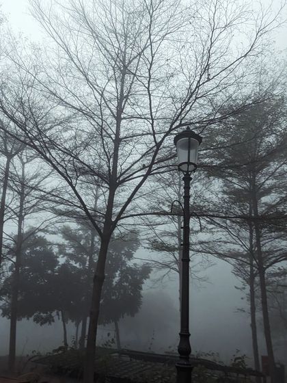 A classic lamppost stands among bare trees on a foggy day. This image has a timeless, almost cinematic feel, evoking a sense of quiet solitude.