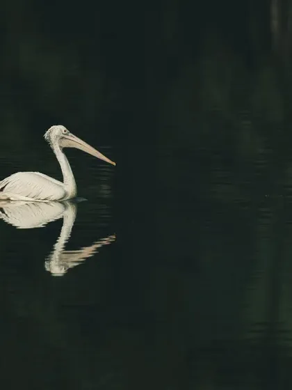 Another view of the Spot-billed Pelican on the water, showcasing its impressive size and the calm environment.
