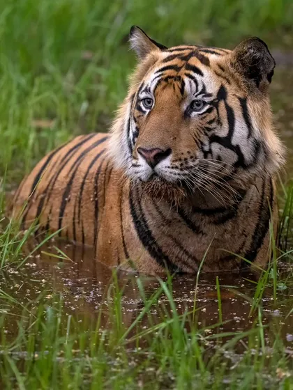 The handsome Dhamokar male cooling off in a pond in Bandhavgarh.