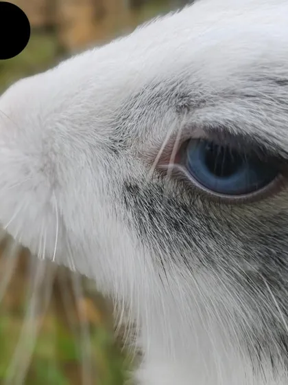 A close-up of Potlu's beautiful blue eye. She is a real beauty.