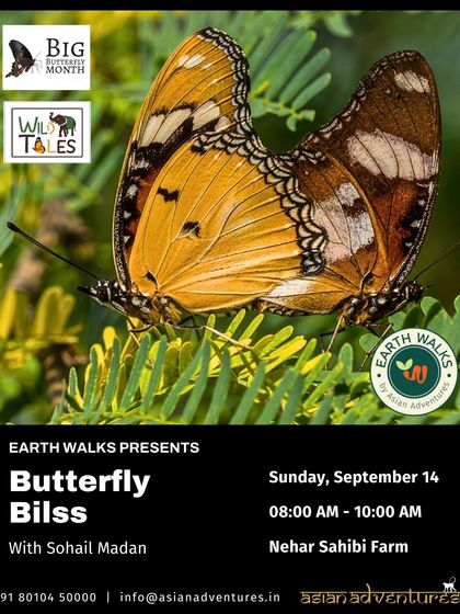 Butterfly & Insect Encounters photo 4