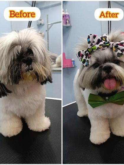 Mamppi Deb - Pet Grooming & Styling Complete Makeovers: Before & After photo 12
