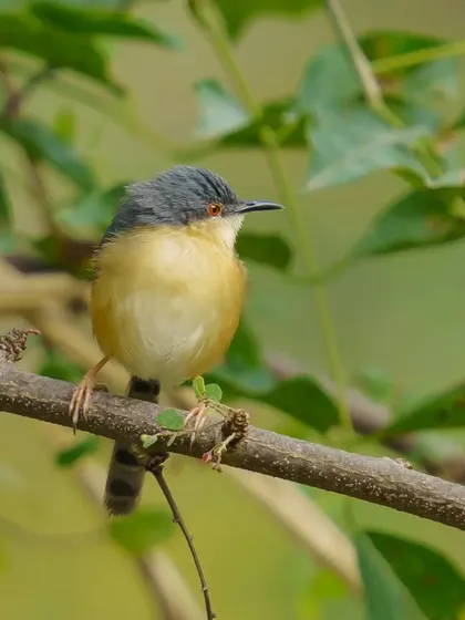 An Ashy Prinia perched on a branch, its gray head and warm-toned body clearly defined. This is a clean, sharp portrait of a common but lively songbird.