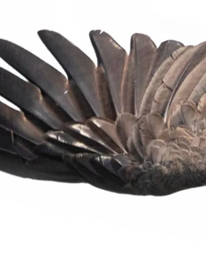This is a close-up of a Grey-headed fish-eagle as it dives for fish in a canal. The high-key background, created by the bright sky, freezes the action and lets you appreciate the structure and detail of its powerful wings.