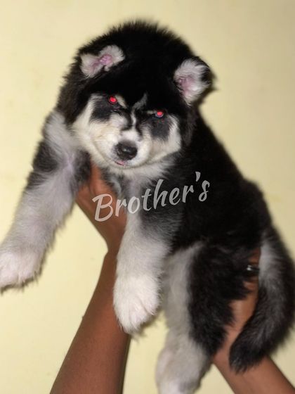 This young female puppy has striking red-tinted eyes in this light. She's got a beautiful dark coat and is growing into a strong pup.