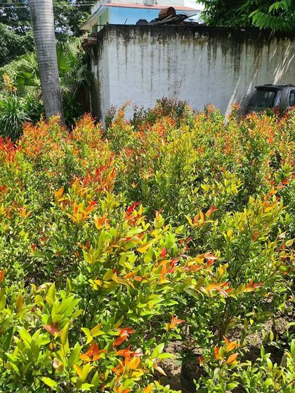 Urban Green Nursery - Wholesale Plant Nursery Artistic Topiaries & Hedges photo 7