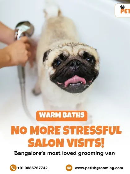 Bath time is a happy time in my mobile spa. This happy pug is enjoying a warm, soothing bath with gentle, imported shampoos, all in a calm and familiar environment right outside your home.