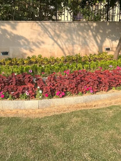 A curved garden bed featuring layers of red coleus and other foliage plants against a green lawn. The use of contrasting colors creates a bold and modern look.