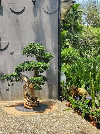 It’s rare to work on a proper ground-floor garden in Mumbai. We loved adding vibrant layers of green to this home, which features a stunning bonsai as a centerpiece and extends into wilderness.