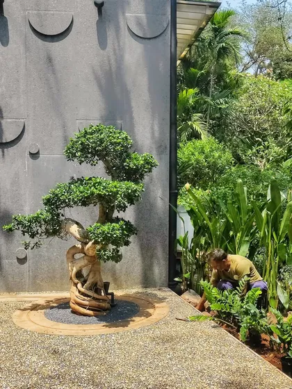 It’s rare to work on a proper ground-floor garden in Mumbai. We loved adding vibrant layers of green to this home, which features a stunning bonsai as a centerpiece and extends into wilderness.