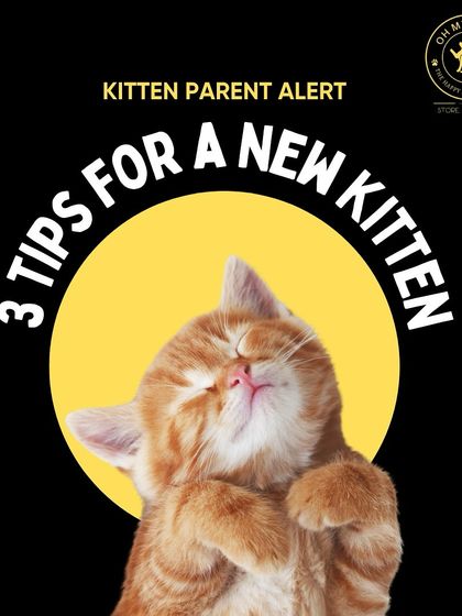 Oh My Dawg - Pet Supplies For New Pet Parents photo 7