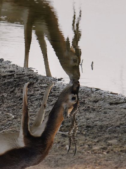 A creative shot of a blackbuck's reflection as it drinks, appearing as if it's giving itself a "virtual kiss." It's a playful and artistic take on a common sight, turning a simple moment into something more poetic.