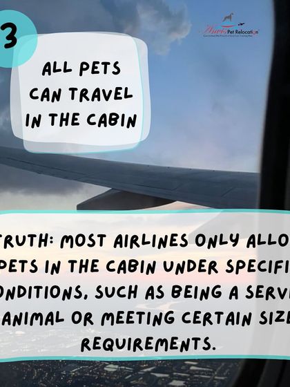 Anvis - Pet Relocation Preparing for Travel: Health, Safety & Documentation photo 26