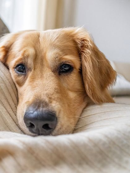 A soulful close-up of Hugo the Golden Retriever, resting his head on a couch. This was part of a beautiful maternity session where he was the star.