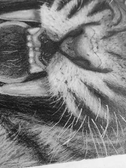 A close-up detail of the tiger's mouth and whiskers, showing the fine lines created with a mono zero eraser.