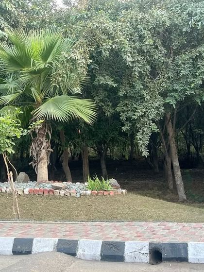 A whimsical yellow animal statue placed within a wooded area of a large property. We can incorporate art and decorative elements into our landscape designs to add personality.