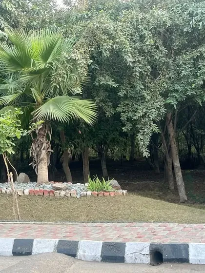 A whimsical yellow animal statue placed within a wooded area of a large property. We can incorporate art and decorative elements into our landscape designs to add personality.
