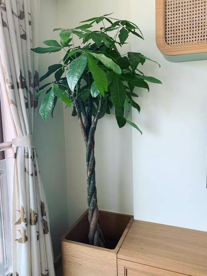 Large Statement Plants for Outdoors & Indoors photo 3