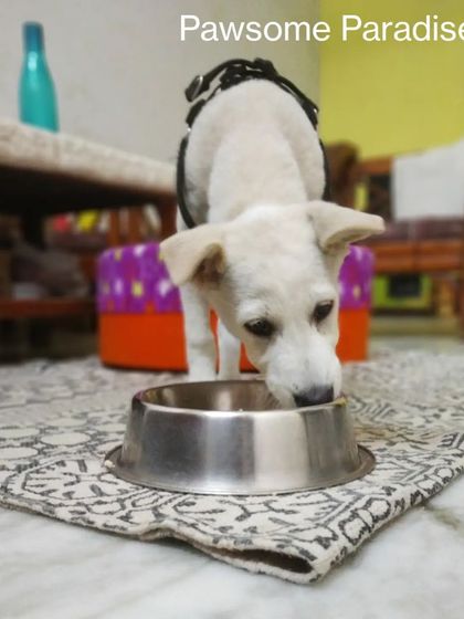 Mealtime for this cute Indie pup. I always stick to each dog's specific dietary routine, serving the food you provide to avoid any tummy upsets.