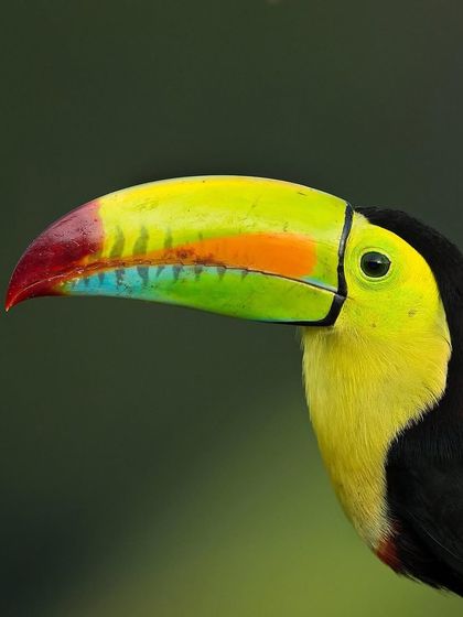 A close up of a Keel-billed Toucan's incredible beak. The details and colors are astonishing, and our workshops in Costa Rica focus on capturing these unique features.