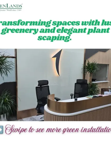 The reception area of an international bank, transformed with elegant plant scaping. We used tall, slender Dracaena plants to add height and create a professional, welcoming atmosphere for clients and employees.