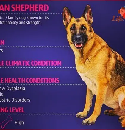 We provide specialized advice for service and family dogs like the German Shepherd. Knowing their predisposition to conditions like bloat or gastric disorders helps in creating a tailored care and feeding plan.